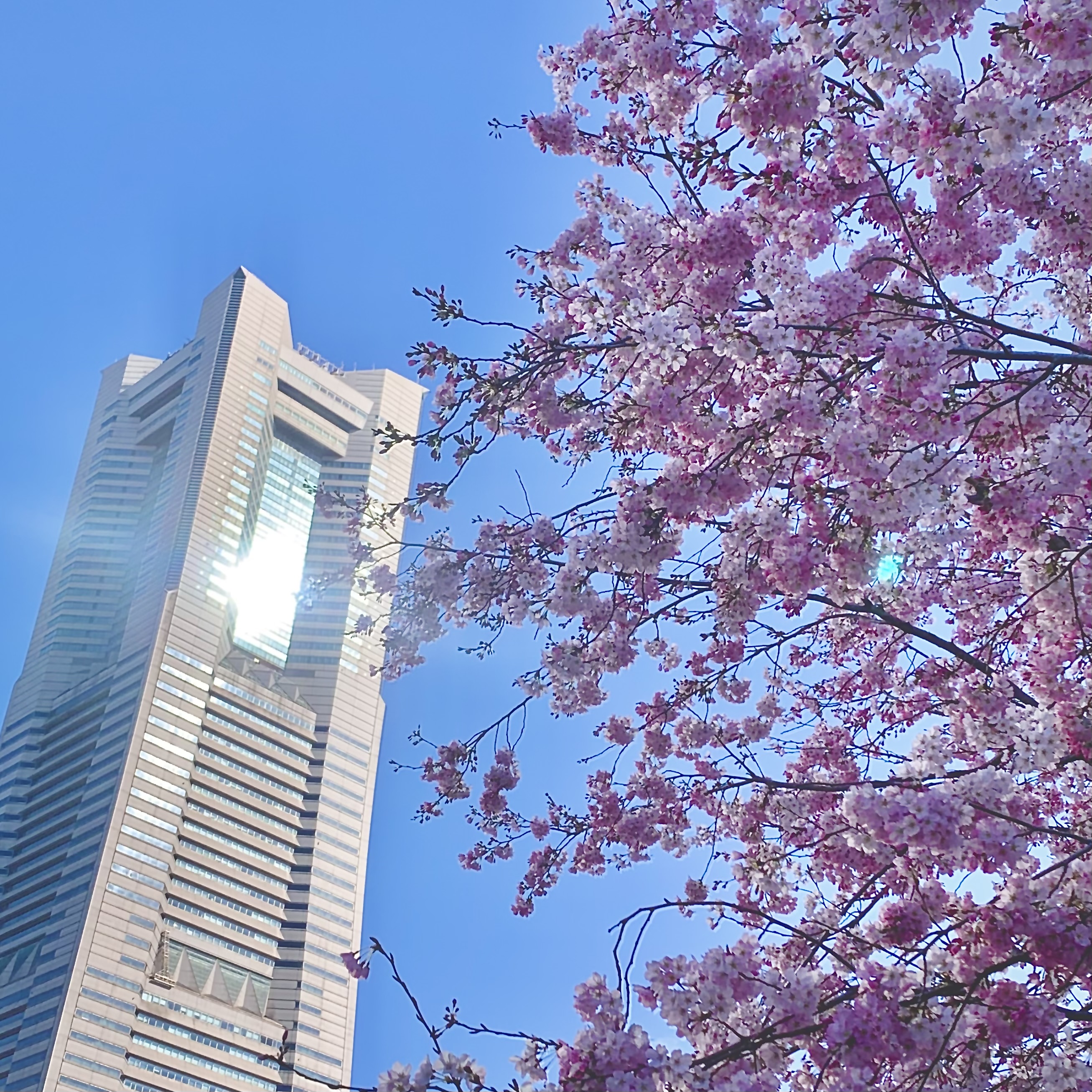 横濱コーポレーション本社がある、ランドマークタワーと桜の写真。